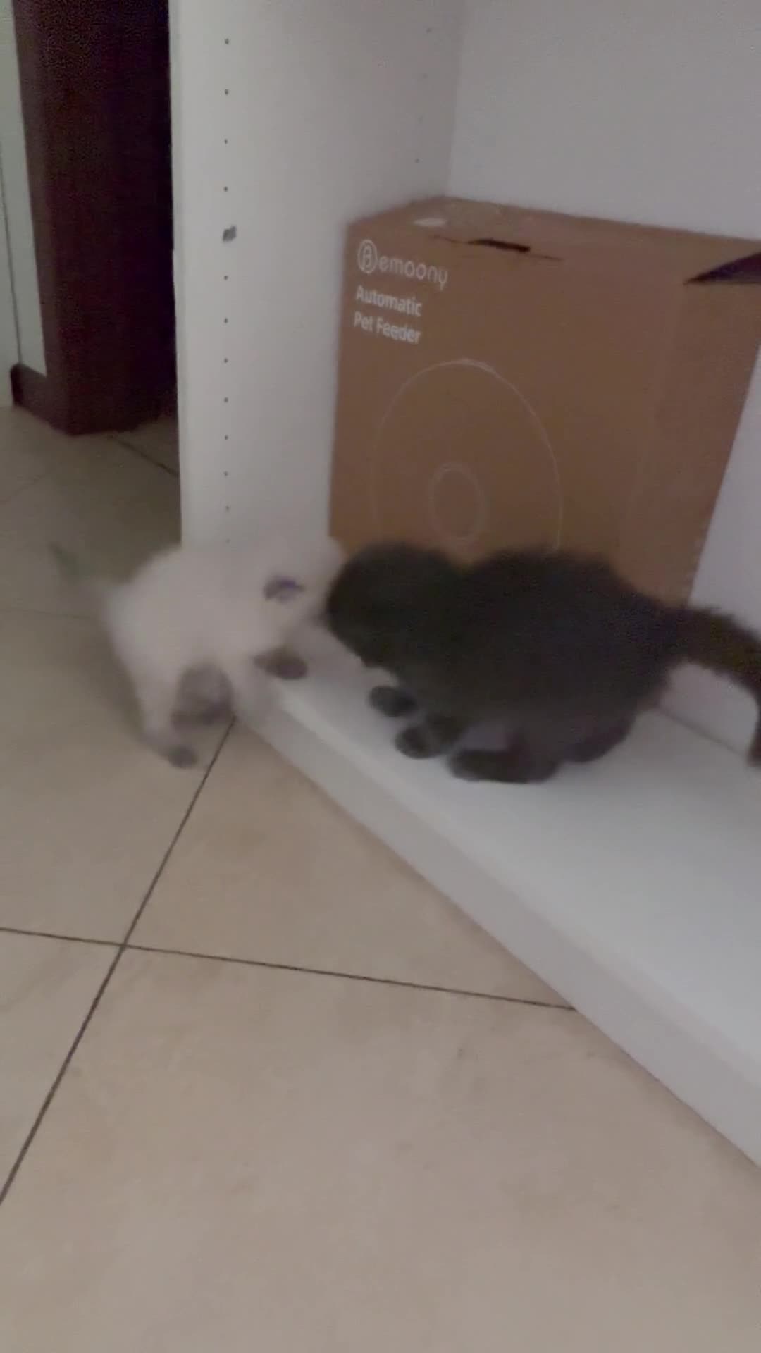 Scottish gatti in vendita: Cuccioli scottish fold - Video 1