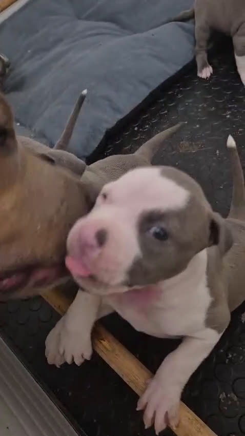 American Staffordshire cani in vendita: Cuccioli amstaff con pedegree - Video 2