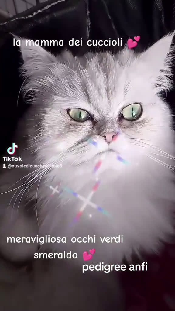 Persiano gatti in vendita: Gattini persiani chinchilla occhi verdi smeraldo  - Video 5