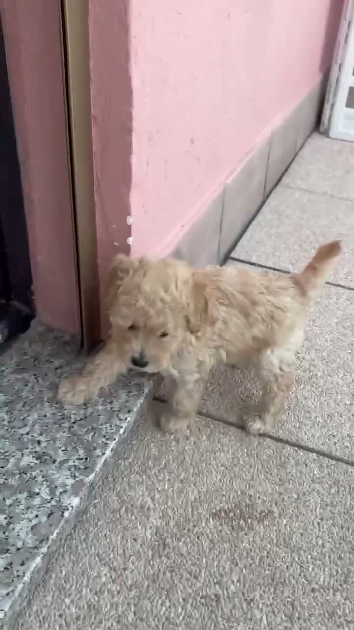 Barboncino cani in vendita: Barboncino nano  - Video 2