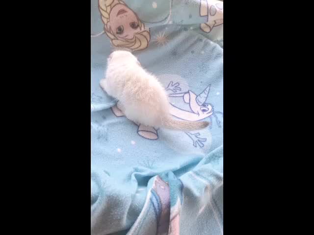 Scottish gatti in vendita: Scottish Fold con pedigree Agi Campania - Video 2