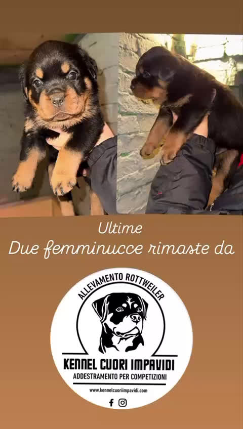 Rottweiler cani in vendita: Rottweiler - Video 1