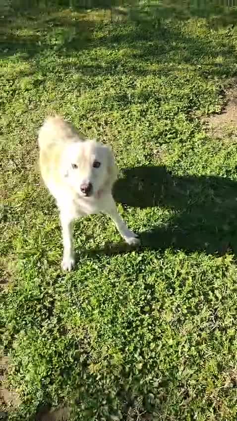 Meticcio cani in regalo: LUCKY Cotone adora le persone dinamiche - Video 2