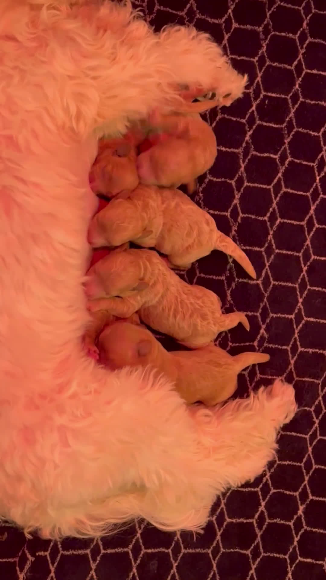 Maltipoo cani in vendita: Maltipoo - Video 1