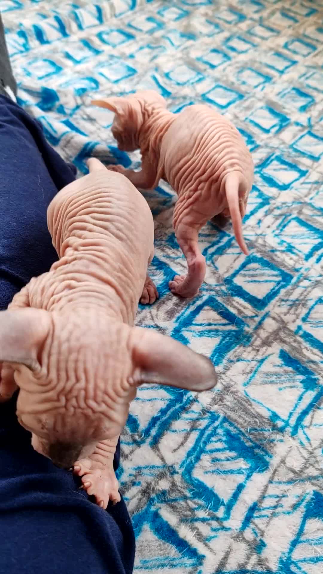 Sphynx gatti in vendita: Cuccioli Canadian Sphynx  - Video 3