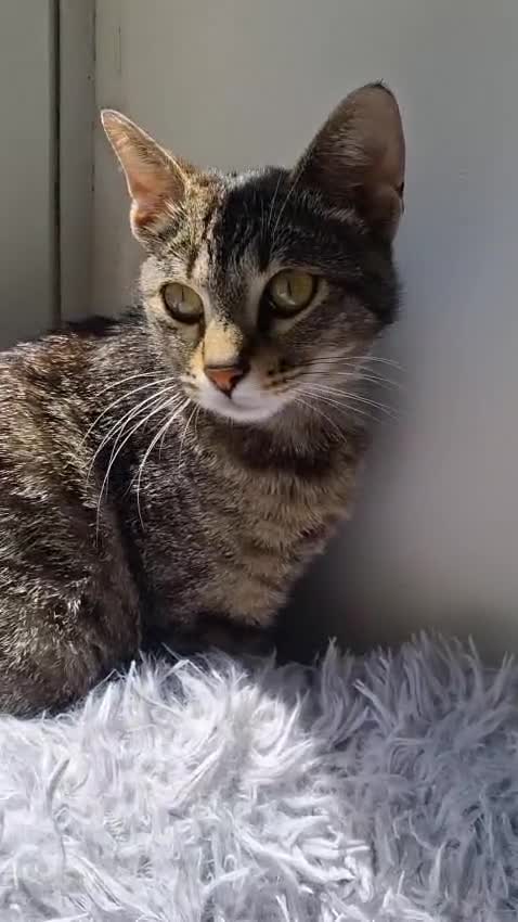 Europeo gatti in regalo: MARGHERITA BELLISSIMA  GATTINA - Video 1