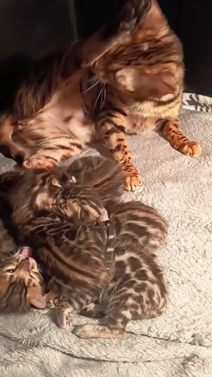 Bengala gatti in vendita: meravigliosi feminucce  - Video 1