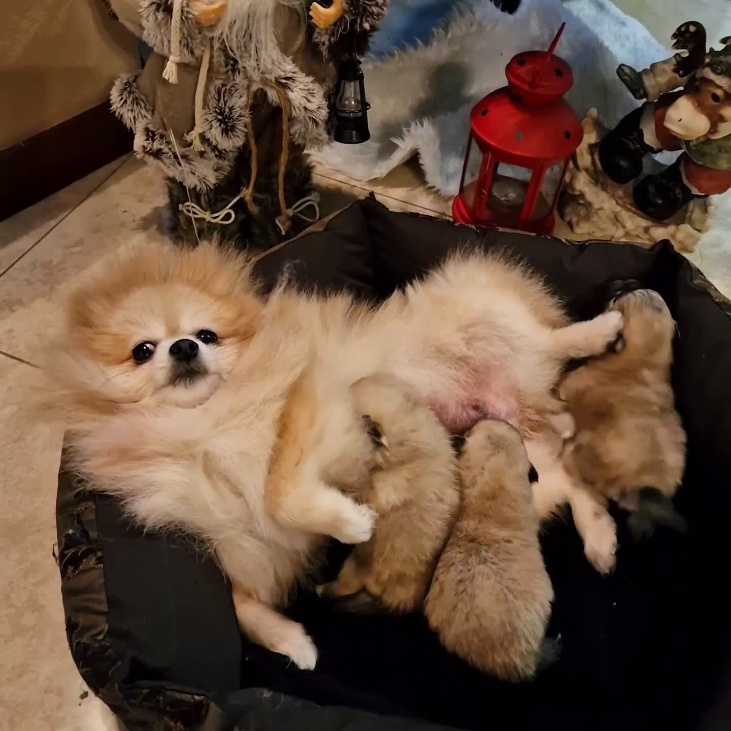 Spitz cani in vendita: Spitz tedesco NANO ( POMERANIA  ) a Provincia di Monza e della Brianza - Video 3