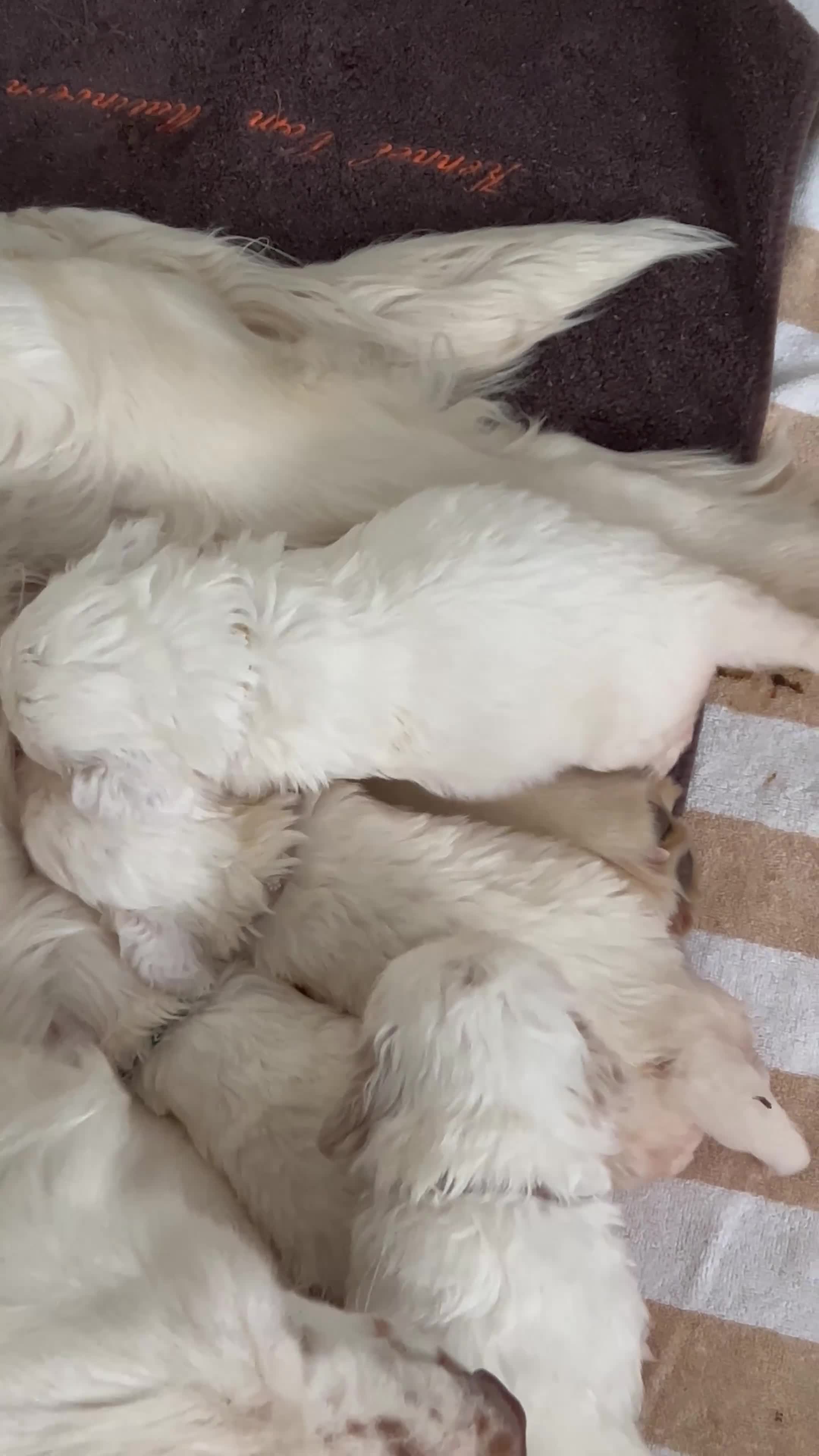 Spaniel Tedesco cani in vendita: Cucccioli Clumber spaniel - Video 1