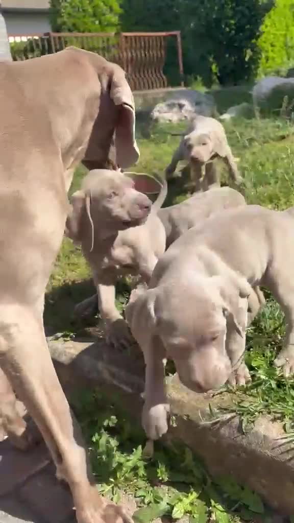 Weimaraner cani in vendita: Cuccioli Weimaraner  - Video 1