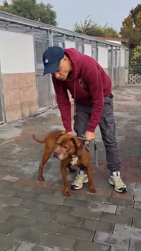 Meticcio cani in regalo: CIOCCOLATINO PIT ATTEMPATO - Video 1