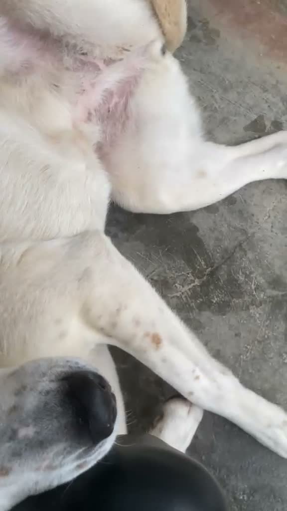 Meticcio cani in regalo: Lulù splendida cagnolina - Video 4