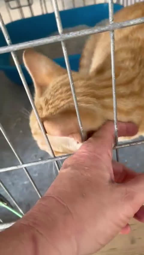 Europeo gatti in regalo: Micino rosso maschio occhi verdi - Video 4