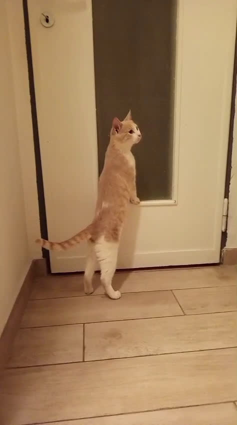 Meticcio gatti in regalo: LA DOLCE PIMPI - Video 1