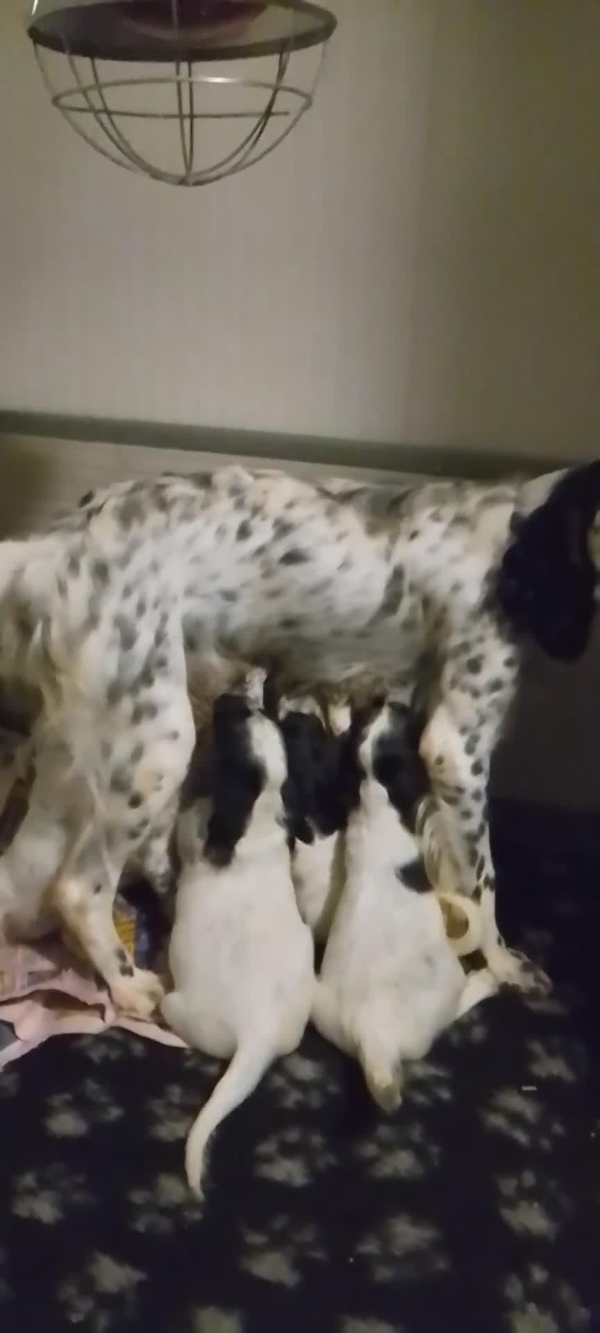 Setter Inglese cani in vendita: cuccioli in vendita - Video 2