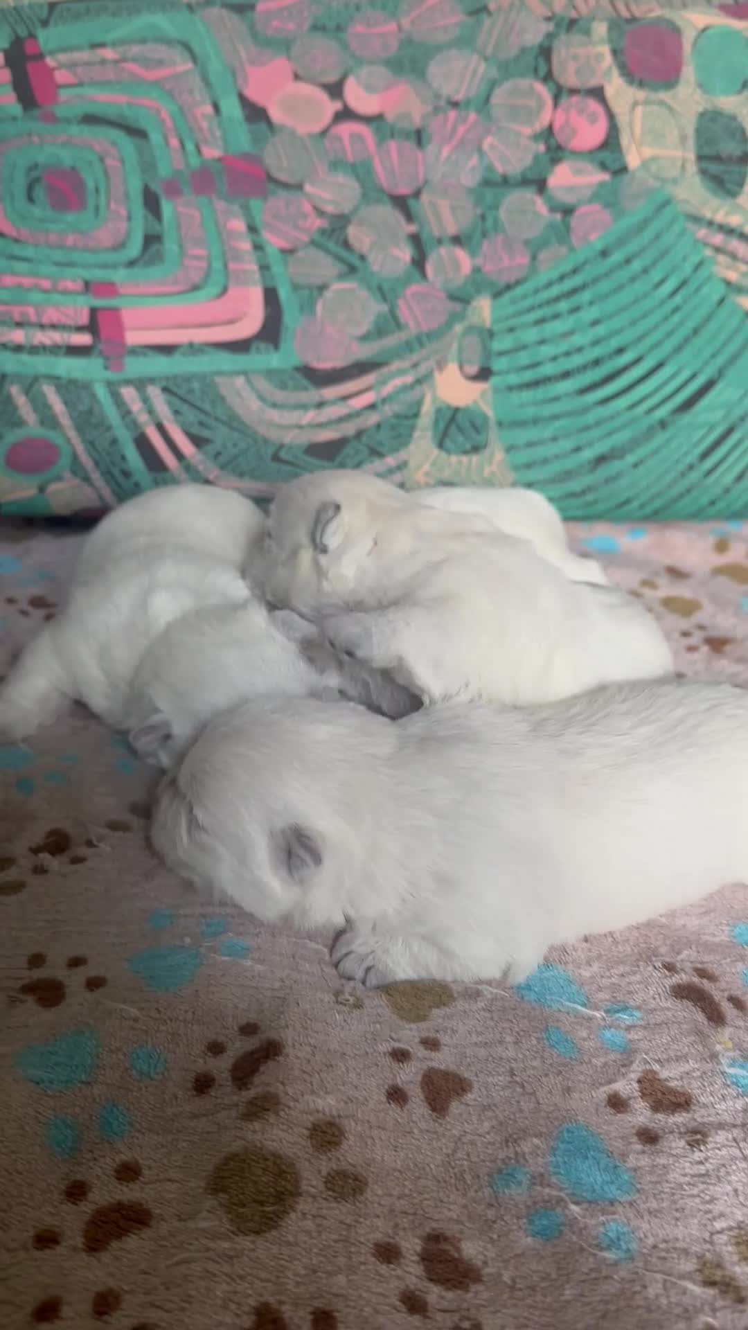 West Highland cani in vendita: Cuccioli West hingland white terrier  - Video 1