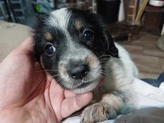 Meticcio cani in vendita: cuccioli di lagotto e kelpie - Video 1