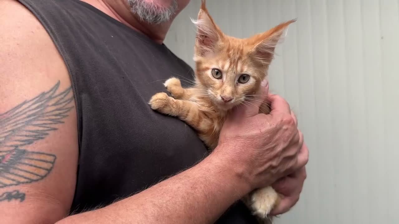 Maine Coon gatti in vendita: Maschietto rosso di maine coon - Video 2