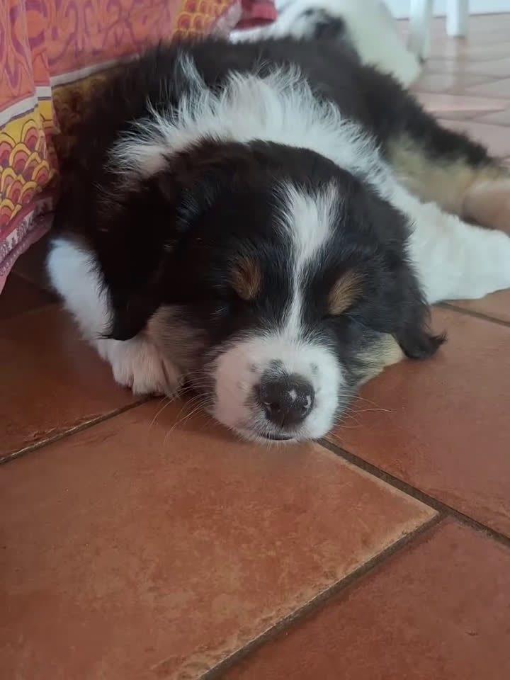 Australian Shepherd cani in vendita: MERAVIGLIOSO CUCCIOLO MASCHIO TRICOLOR BLACK NBT - Video 1