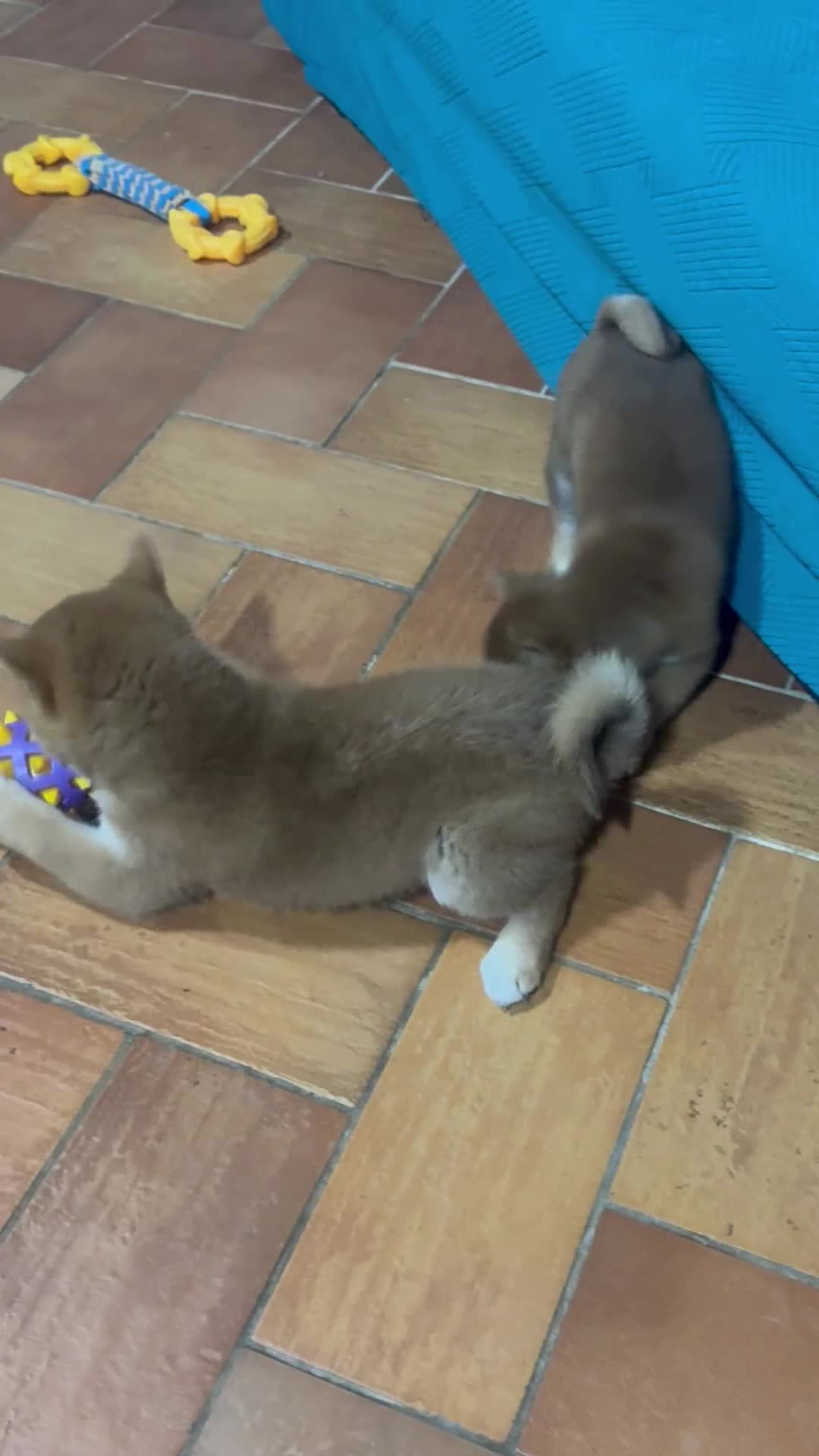 Shiba Inu cani in vendita: VENDITA SHIBA INU  a Provincia di Rieti - Video 1