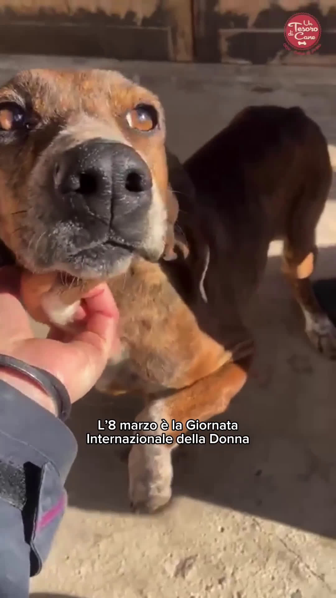 Segugio Maremmano cani in regalo: AIUTO PER SVITOL SEGUGIETTA 5 ANNI STA MEGLIO MA  a Città metropolitana di Milano - Video 1