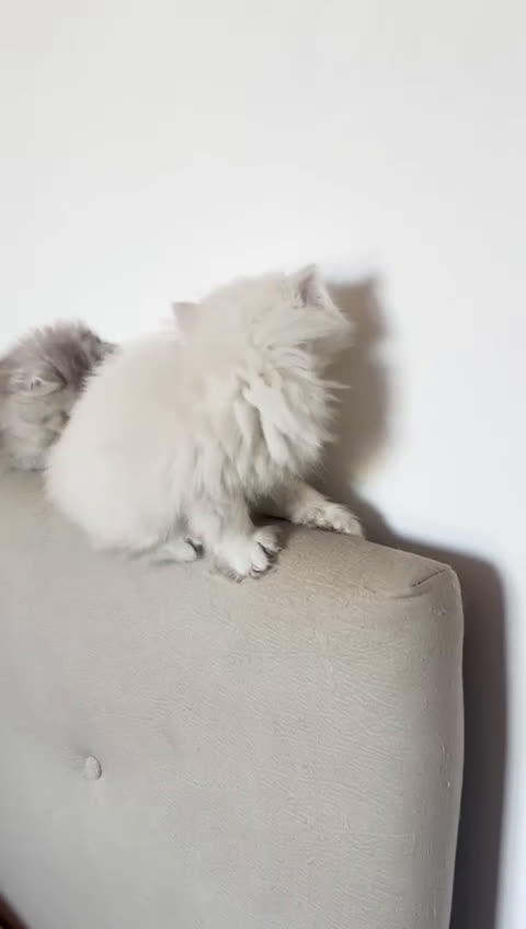 British gatti in vendita:  🩵Cuccioli British Longhair disponibili 🩵 - Video 2