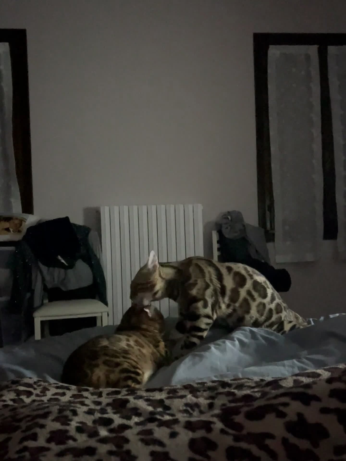 Bengala gatti per accoppiamento: Bengala maschietto per monta  - Video 1