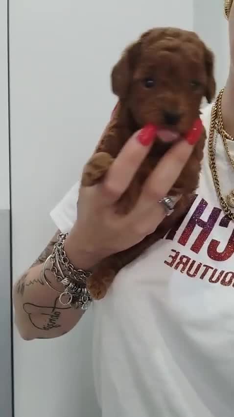 Barboncino cani in vendita: Barboncino mini toy/toy  - Video 1