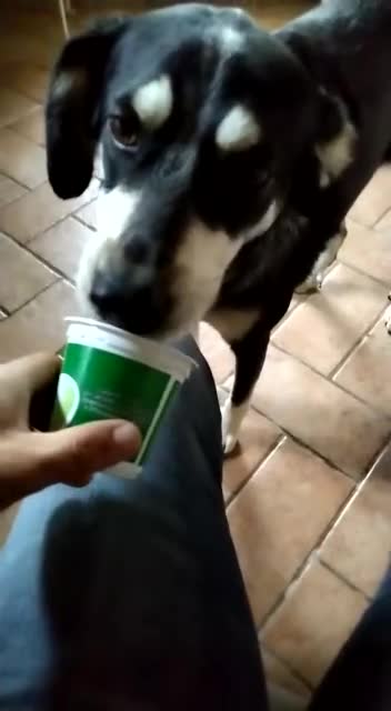 Meticcio cani in regalo: DUMBO un simpaticone - Video 1
