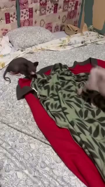 Sphynx gatti in vendita: Sphynx - Cucciolo maschio a Città metropolitana di Roma Capitale - Video 1