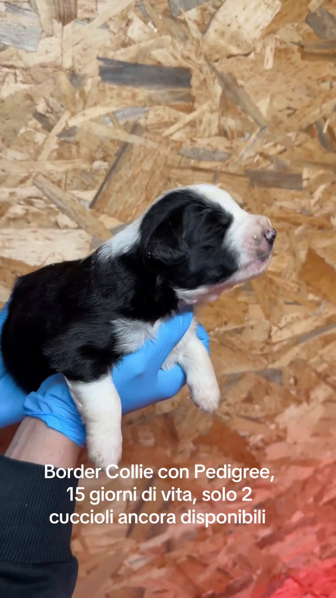 Border Collie cani in vendita: Border Collie Allevamento BELVERDE  - Video 1