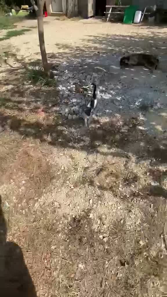 Segugio cani in regalo: Segugia a pelo ruvido - Video 4