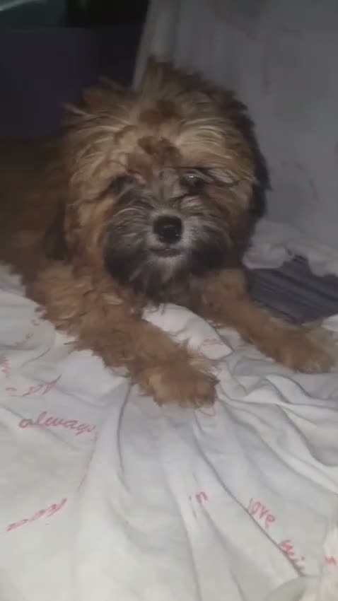 Shihpoo cani in vendita: Shitzu - Video 1