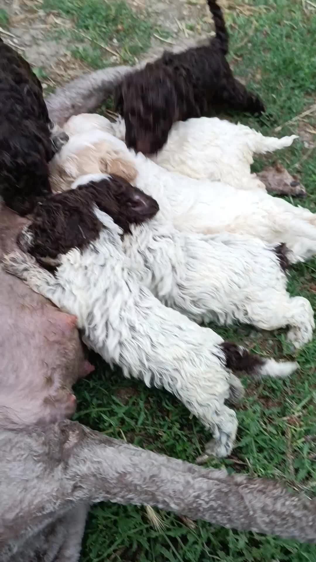 Lagotto cani in vendita: Lagotti  - Video 1