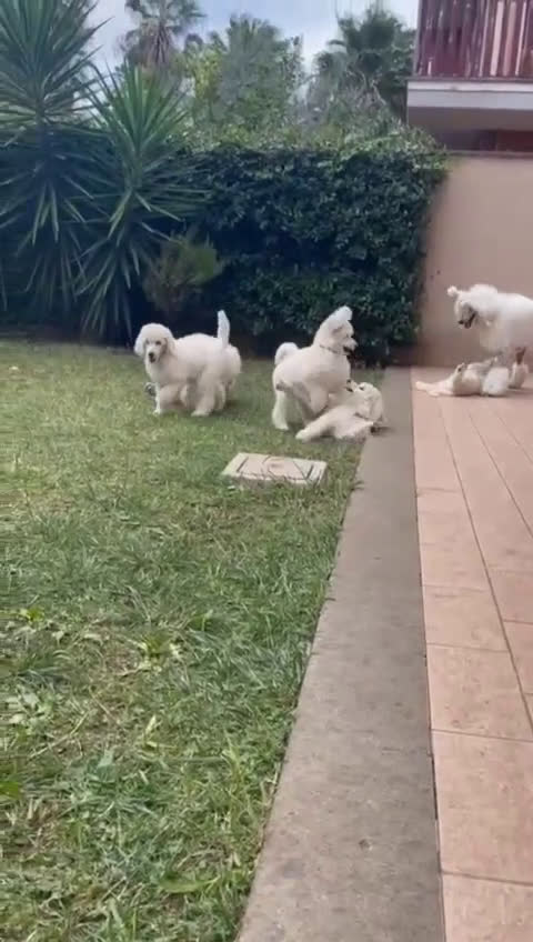 Barbone cani in vendita: Cuccioli di Barboncino con Pedigree ENCI 🐩 a Città metropolitana di Roma Capitale - Video 1