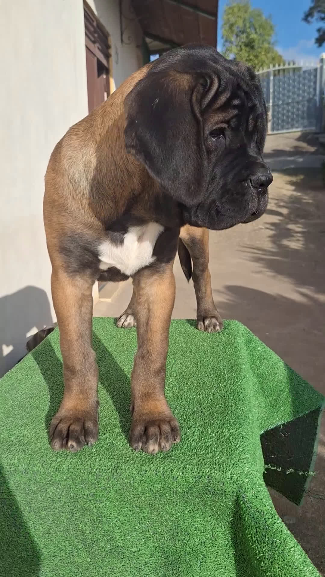 Cane Corso cani in vendita: Cucciole Cane Corso Pedigree - Video 1