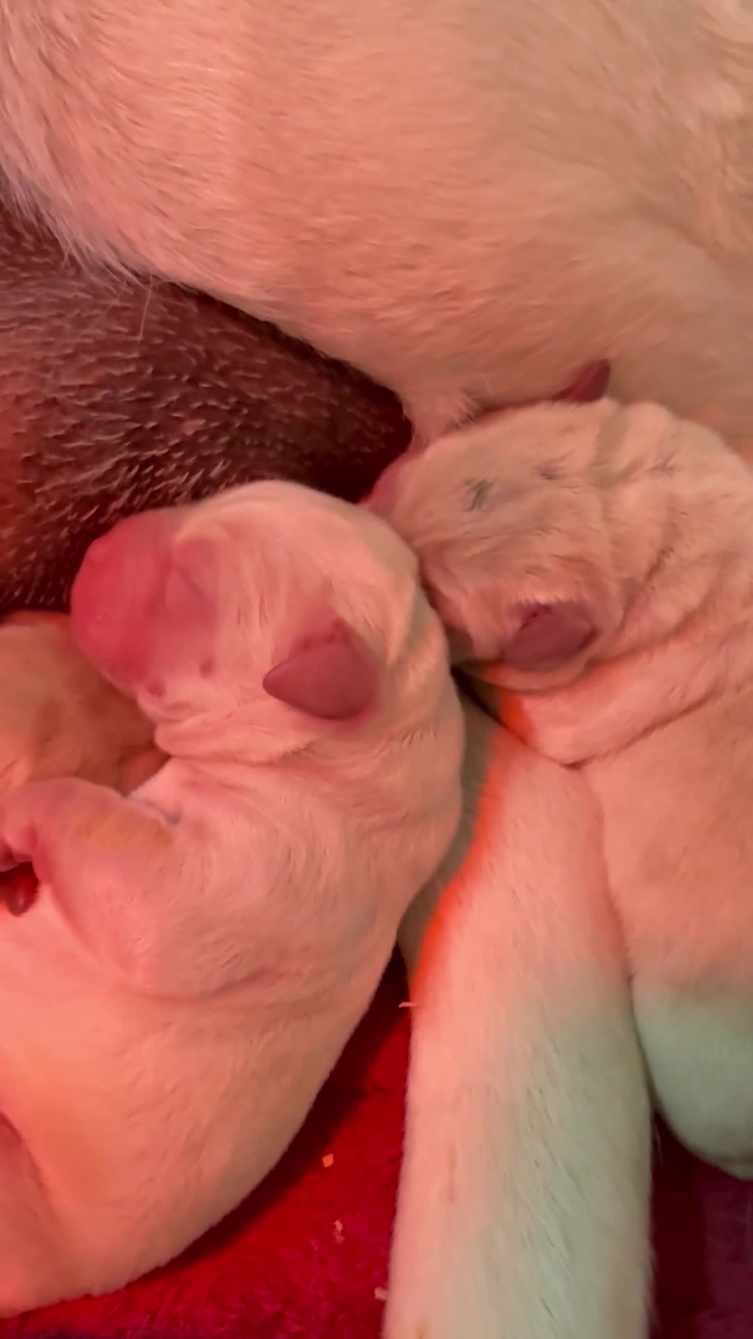 Labrador cani in vendita: Disponibili cuccioli Labrador di alta genealogia - Video 2