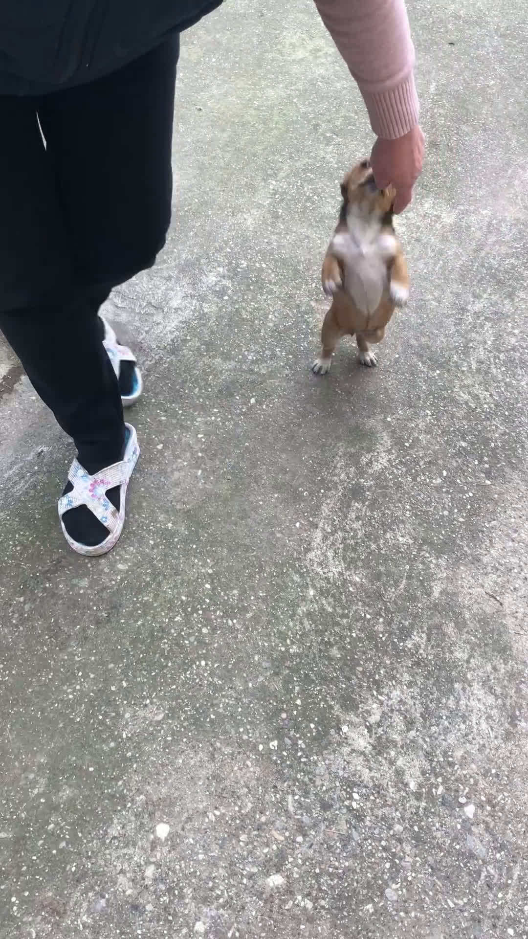 Meticcio cani in regalo: Cucciola Biba - Video 1