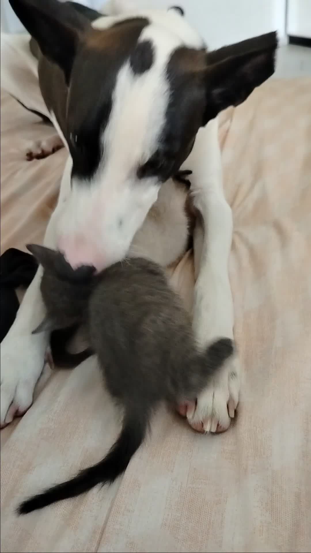 Meticcio cani in regalo: Pongo cane dolcissimo  a Provincia di Bergamo - Video 1