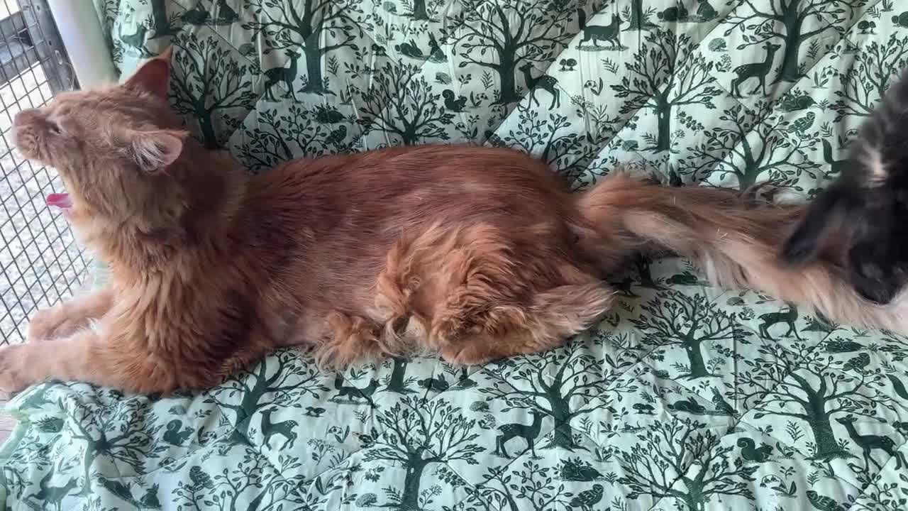 Maine Coon gatti in vendita: Cucciolo maine coon castano bellissimo  - Video 1