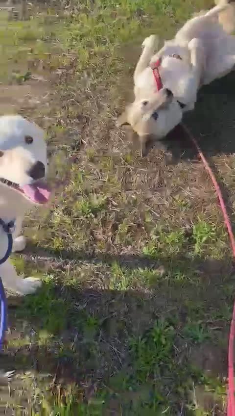 Meticcio cani in regalo: IL TENERO AIKO - Video 1