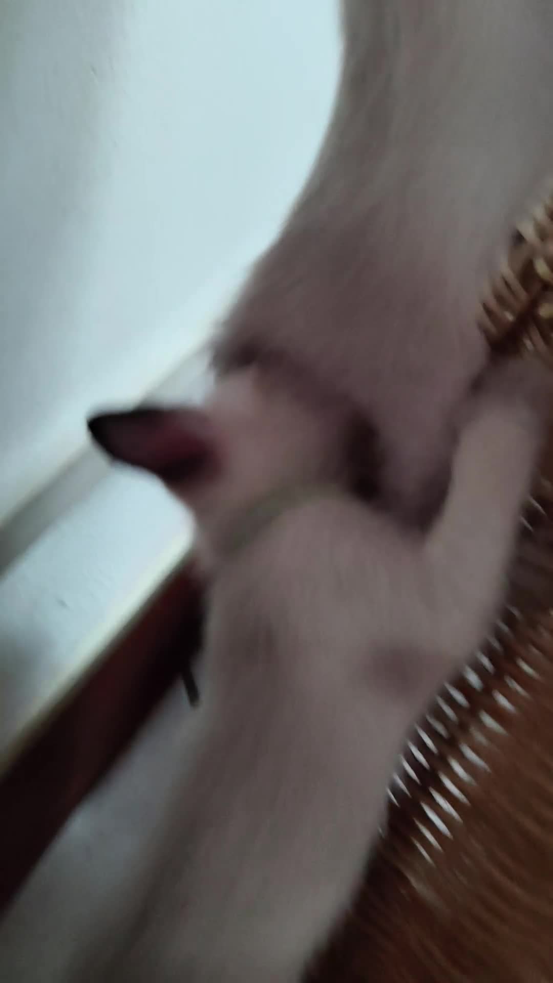 Thai gatti in vendita: Siamese tradizionale, Thai microchip Pedigree  - Video 2
