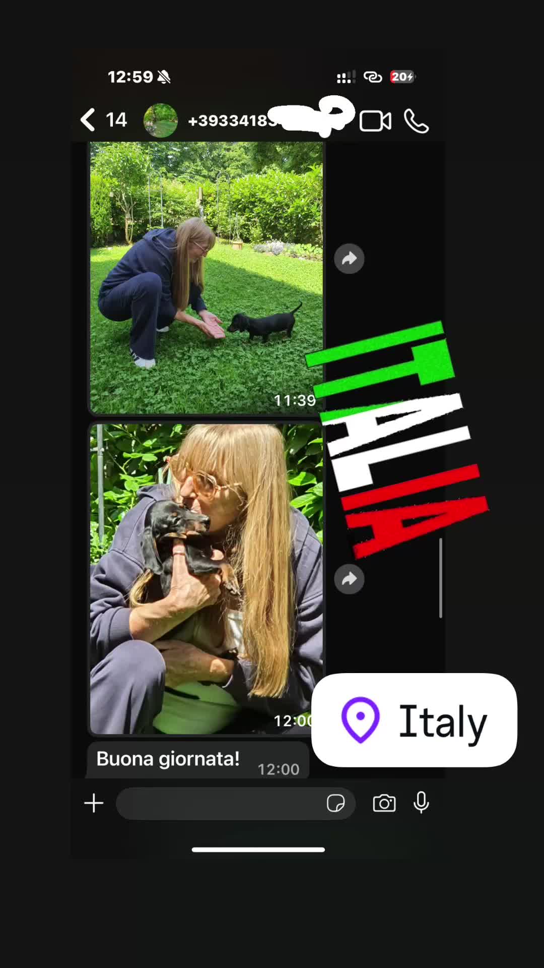 Bassotto cani in vendita:  Bassotto Nano (Blue and tan) - Video 2