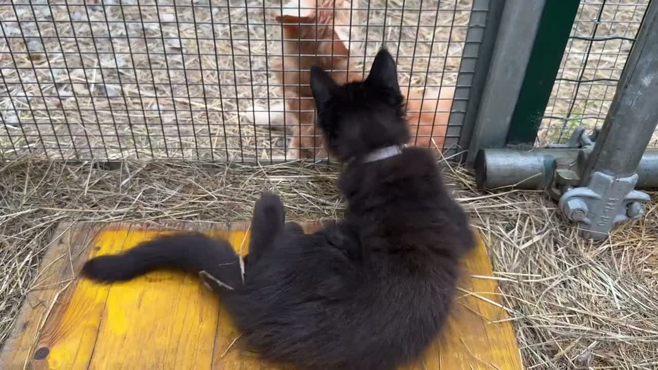 Maine Coon gatti in vendita: Cucciolo black smoke di maine coon (Tequila) - Video 3