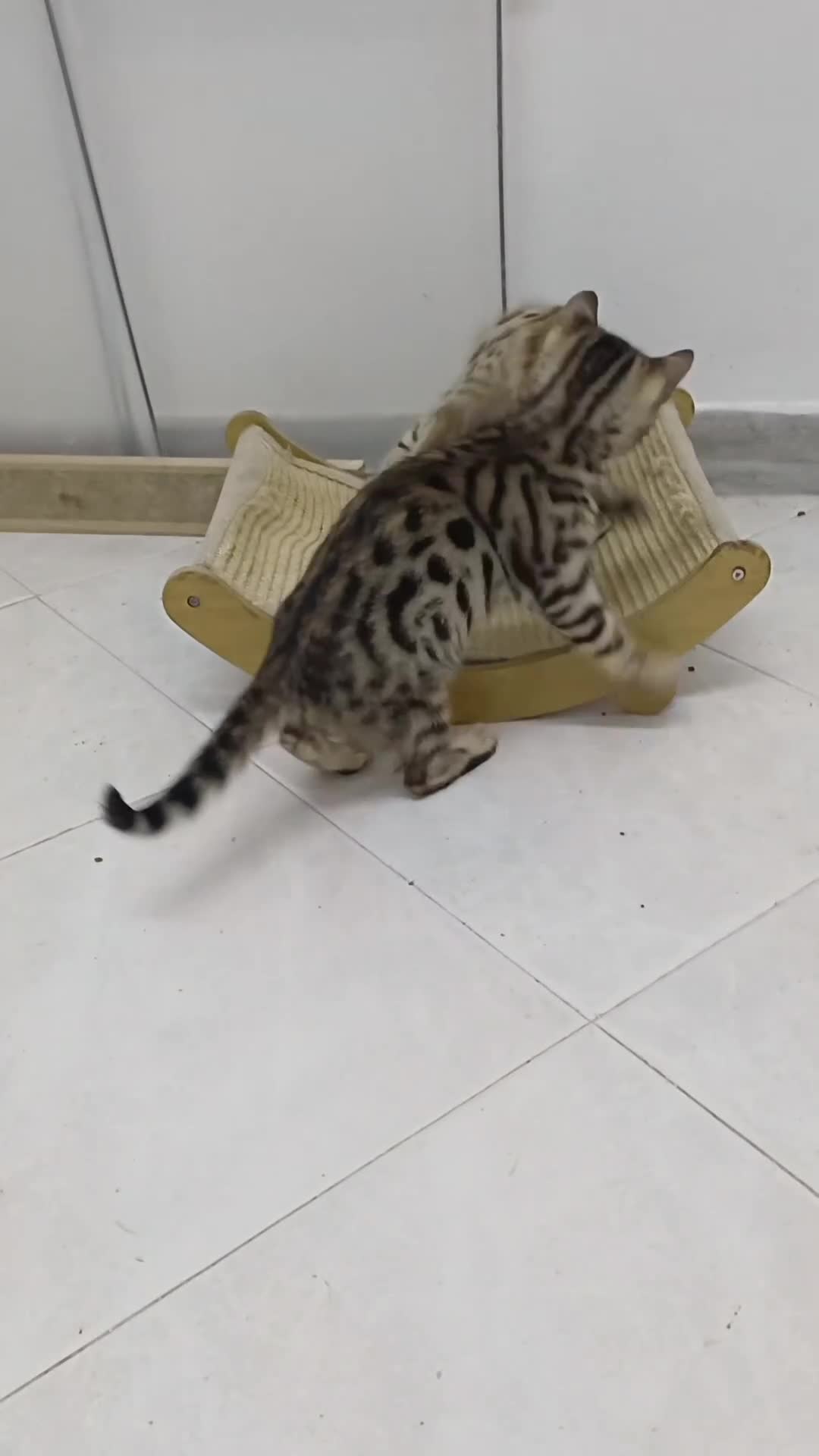 Bengala gatti in vendita: Gatto del Bengala  - Video 2