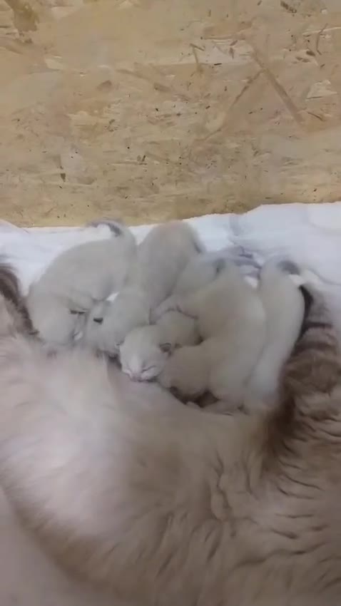 Ragdoll gatti in vendita: Cuccioli Ragdoll  - Video 1