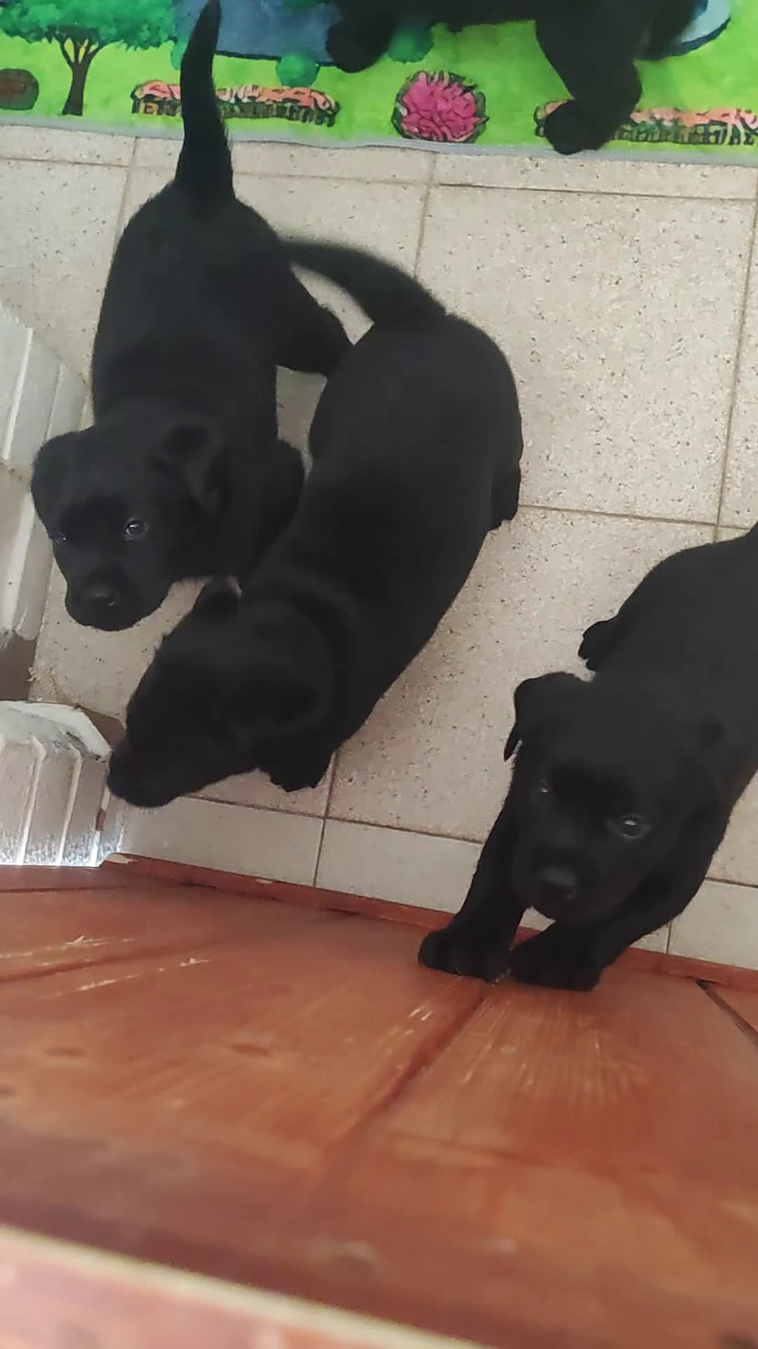 Labrador cani in vendita: Cuccioli di labrador retriever di alta genealogia a Provincia di Brescia - Video 2