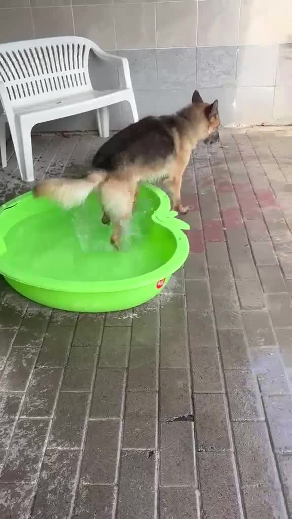 Meticcio cani in regalo: CICCILLO PASTORE TEDESCO - Video 4