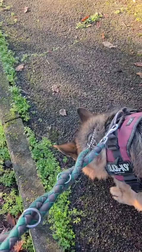 Pastore Tedesco cani in regalo: IBRA PASTORE TEDESCO - Video 1