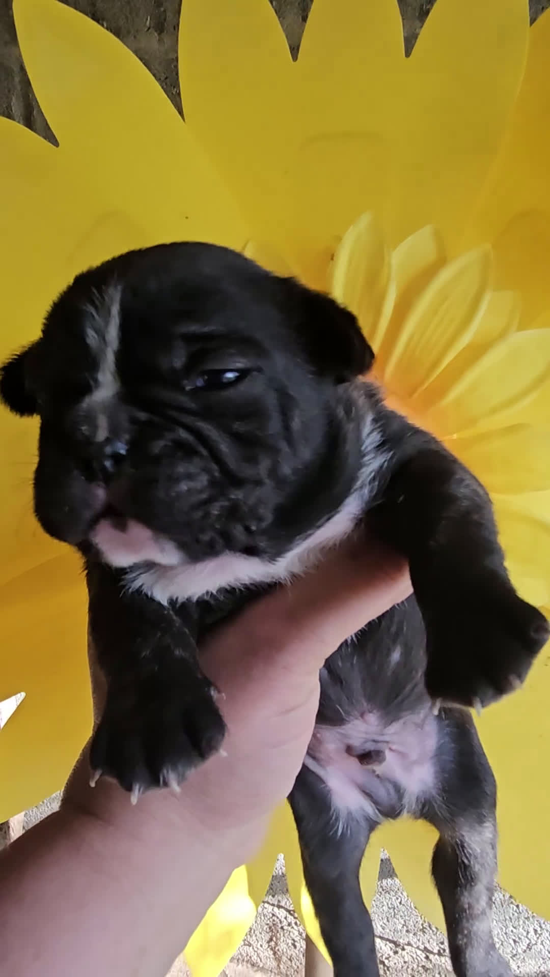 Bulldog Francese cani in vendita: Bulldog francese esotici - Video 4